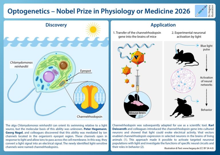 Kanalrodopsin proteinine ilişkin 2026 Nobel Ödülü illüstrasyonu