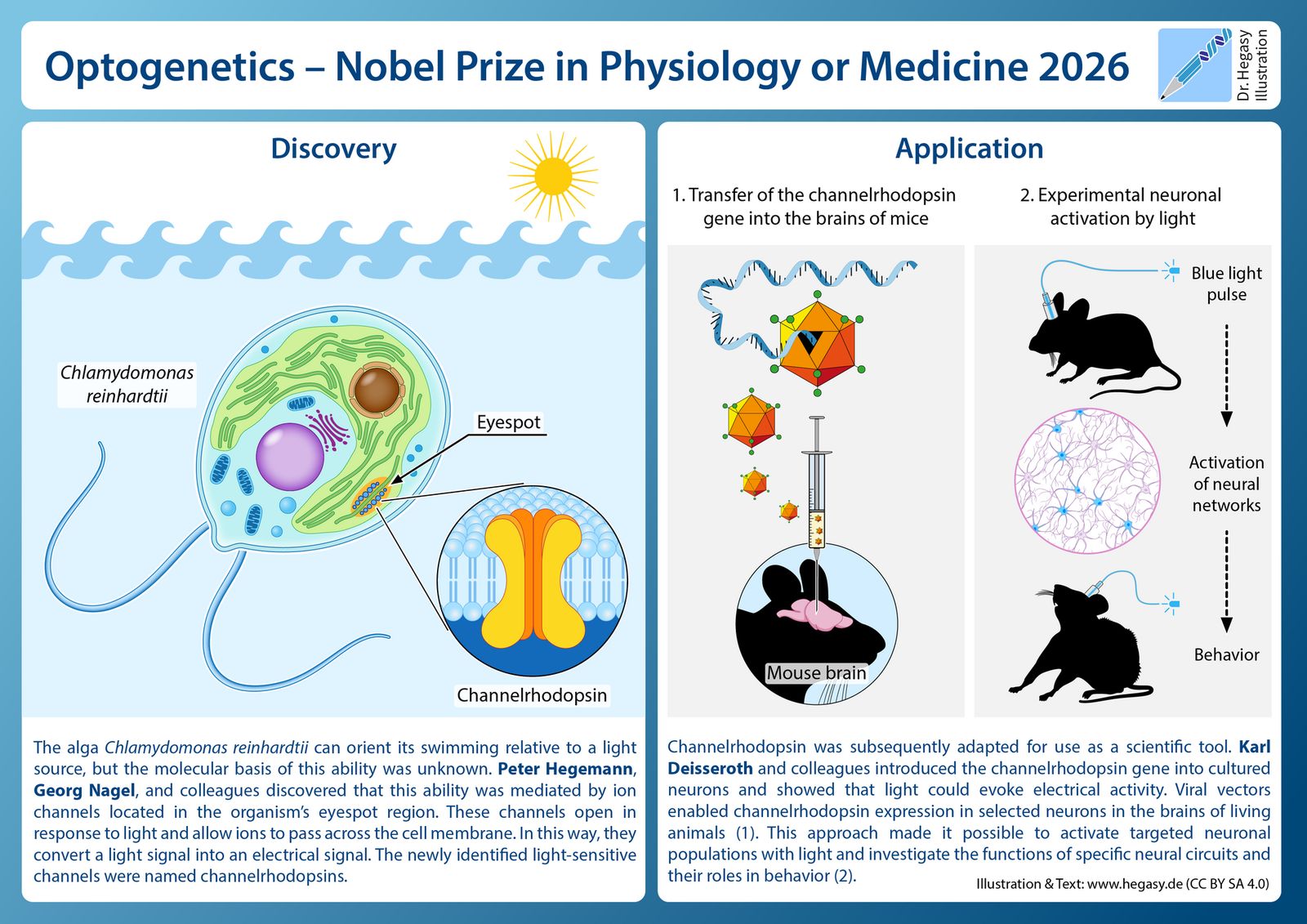 Kanalrodopsin proteinine ilişkin 2026 Nobel Ödülü illüstrasyonu